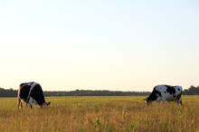 Two Cows Graze In A Large Meadow On A Summer Evening. Spacious Open Air Pasture
