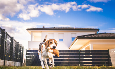 Wall Mural - Dog run, beagle jumping fun in the garden summer sun with a toy fetching