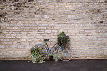 Old Blue Bicycle Covered In Plants And Flowers