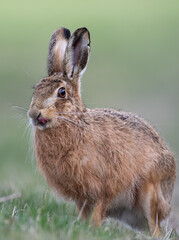 Wall Mural - European Brown Hare sticking tongue out