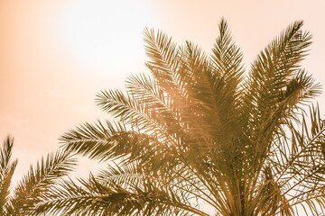  Tropical tourism paradise palms in warm sunny summer sun sky. Sun light shines through leaves of palm. Beautiful wanderlust travel journey symbol for vacation trip to southern holiday dream island