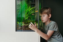 A Young Boy Next To A Home Aquarium.