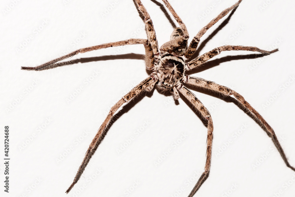 huntsman spider Stock Photo | Adobe Stock
