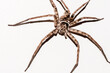 © Gillian Vann/Stocksy - huntsman spider
