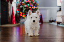 Cute Small White Puppy Standing In Front Of A Christmas Tree