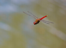 Red Dragonfly In Flight