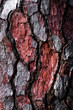 © Dominic Dähncke/Stocksy - Bark of a pine tree.