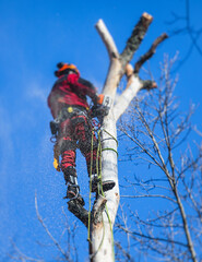 Arborist tree surgeon cutting tree branches with chainsaw, lumberjack woodcutter in uniform climbing and working on heights, process of tree pruning and sawing on top