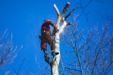 Sticker - Arborist tree surgeon cutting tree branches with chainsaw, lumberjack woodcutter in uniform climbing and working on heights, process of tree pruning and sawing on top