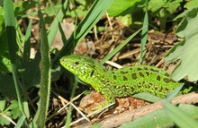 Beautiful Green Lizard In The Wild