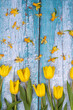 © M.V.schiuma - Spring arrangement of yellow tulip flowers on a blue background. Congratulations on Easter. ER