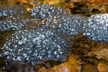 Frog spawn in the forest