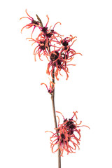 Wall Mural - Witch hazel flowers