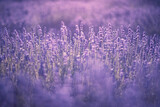Fototapeta Lawenda - lavender flower field