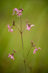 Wall Mural - Single pink blossoming meadow plant on green background. Fresh spring scene. Pure natural beauty. Warm and peaceful, calming, relaxing.