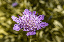 Closeup Shot Of A Pincushion Flower In Bloom