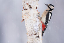 Great Spotted Woodpecker In A Tree