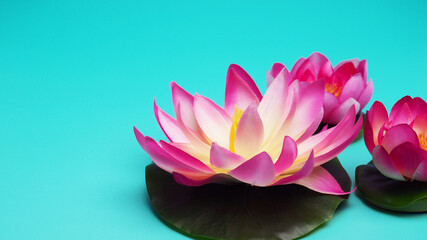 banner several pink flower lily on a blue background, a copy of the space