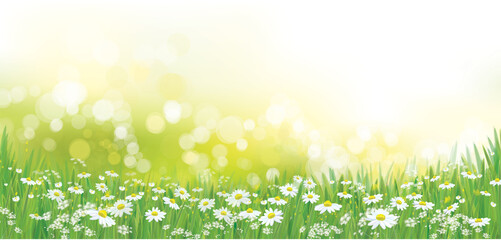 Wall Mural - vector summer nature background, white chamomiles field.