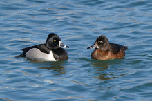 Ring Necked Ducks Swimming And Feeding On Lake In Early Spring On Freezing Cold But Sunny Day