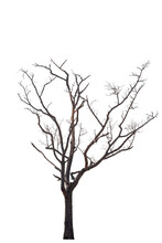 Dead Tree On The White Background