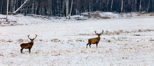 Deer Stand Alertly On A Snow-covered Field In Winter.