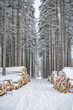 A pile of wood covered with snow. Winter coat, forest path and a pile of coniferous wood next to it. Season winter. Focus mainly on foreground.