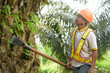 © Heru - Senior traditional asian palm oil farmer looking for ripe palm oil fruits with cutting tool