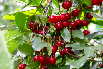 Wall Mural - A branch of cherry tree with many big fresh ripe tasty berries