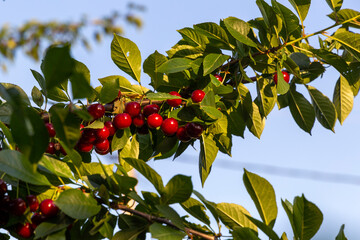 A branch of cherry tree with many big fresh ripe tasty berries