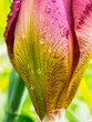 Iris bud covered with water.
