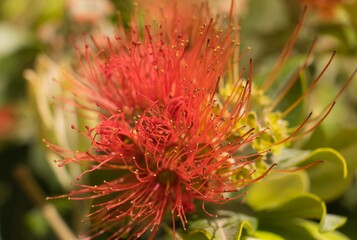 Wall Mural - Red flower Background. Metrosideros Excelsa. Botanical and nature concept.