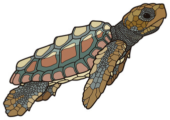 Vector illustration of a realistic design. Sea turtle with a red shell. Marine inhabitants. Children's illustration.