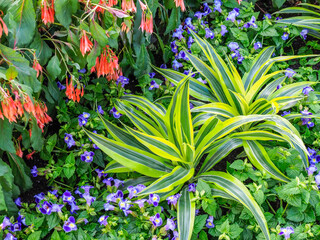 Wall Mural - Flowers in a garden setting.