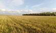 © Дмитрий Николаев - wheat field and sky
