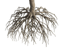 Tree Root Isolated On White Background. 3d Rendering.