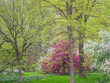 USA, Pennsylvania, Wayne and Chanticleer Gardens springtime blooming crabapple and narcissus