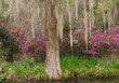 USA, South Carolina, Magnolia Gardens near Charleston in spring flowering azalea and cypress tree and moss