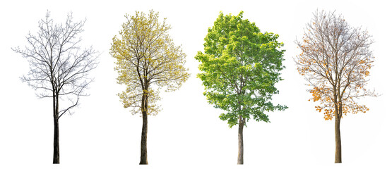 Wall Mural - four seasons medium maple on white