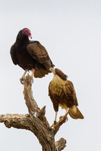 USA, Texas, Hidalgo County. Crested Cara Adult And Turkey Vulture Share Tree Stump.