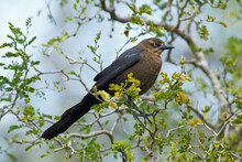 USA, Texas, Lower Rio Grande Valley, McAllen, Female Great-tailed Grackle (Quiscalus Mexicanus)