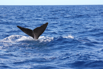 Poster - Tail of a whale swimming in the sea