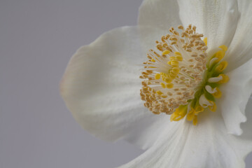 close-up of a blooming white christmas rose