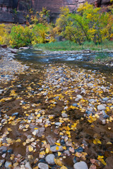 Wall Mural - USA, Utah, Zion National Park. Fallen Leaves in The Narrows.