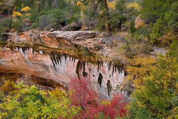 Canvas Print - USA, Utah, Zion National Park. Emerald Pool Trail scenic.