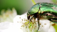 Beautiful Metallic Green Scarab bug known As June Beetle (Cetonia Aurata) Feeding On Blooming White Flowers Of Blackberry In The Garden In 4K VIDEO. Close-up Macro.