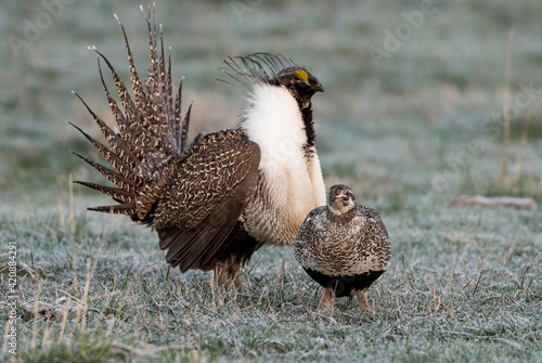 Greater sage grouse male and female at lek, Hennifer, Utah, USA.
