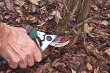 Early Spring. Pruning The Blueberry Bush (Vaccinium Corymbosum). Pruning Old Branches Previously Marked With Red Foil.