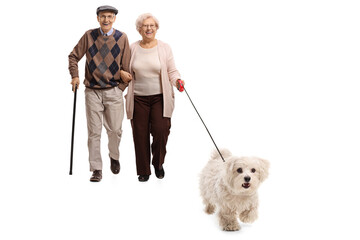 Poster - Elderly couple walking a maltese poodle dog on a lead