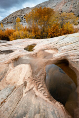 Sticker - USA, Utah. Waterpocket and autumn cottonwood trees, Grand Staircase-Escalante National Monument.